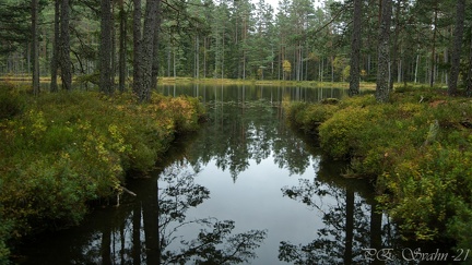 skogstjärn-20210927-DSC 0277