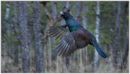 tjäder-20160420-DSC 3961-PE Svahn200416