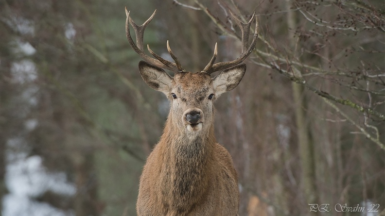 kronhjort-20220112-DSC_8401.jpg