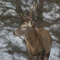 kronhjort-20220112-DSC 8418