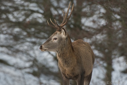 kronhjort-20220112-DSC 8418