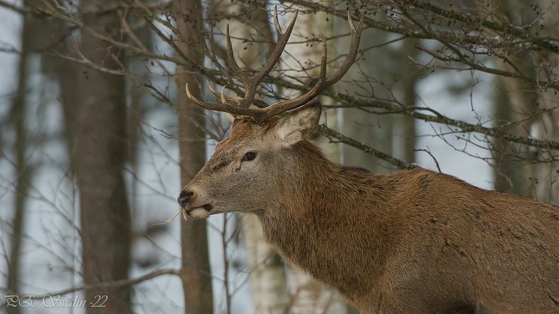 kronhjort-20220112-DSC_8478.jpg