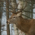 kronhjort-20220112-DSC 8478