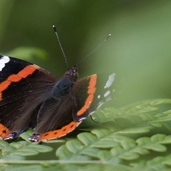 Fjärilar