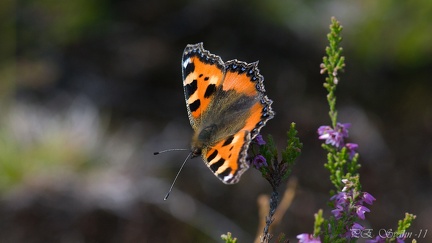 nässelfjäril-20110813-DSC 3832