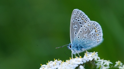 puktörneblåvinge-20110710-DSC 2080