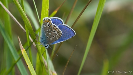 puktörneblåvinge-20120811-DSC 8473