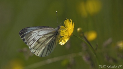 kålfjäril-20070609-DSC 2338