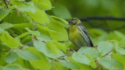 gulhämpling-20070509-DSC 9000