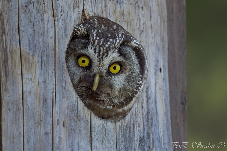 NIKON Z 8-20240604-_DSC4253v1.nef.jpg