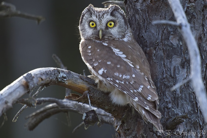 NIKON Z 8-20240604-_DSC4388v1.nef.jpg