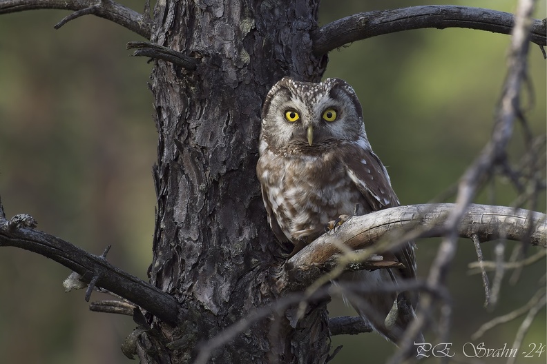 NIKON Z 8-20240604-_DSC4458v1.nef.jpg