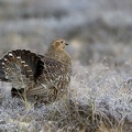 20070422DSC 6745