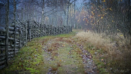 20221101DSC 5198v1.nef