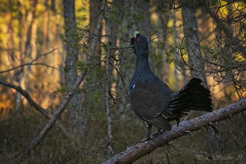 NIKON D300-20120414-DSC_6854.jpg