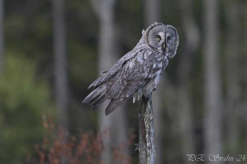 NIKON Z 8-20240810-_DSC8515v1.nef.jpg