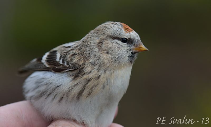 Arctic redpoll, Carduelis hornemanni Arctic redpoll, Carduelis hornemanni