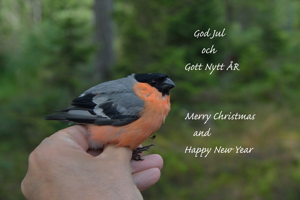 God Jul God Jul